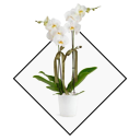 Orkide kategori ikonu